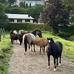Riekeshof Daire *